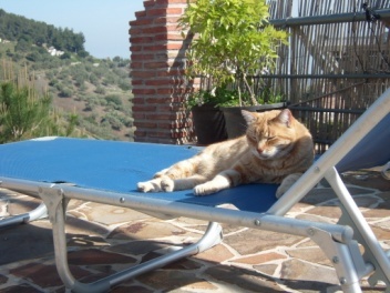 Katze geniesst di Sonne, Frigiliana